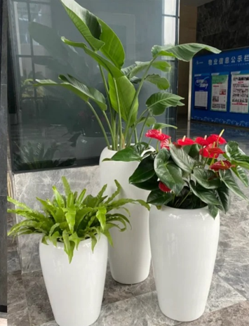 鄞州花卉租用-余姚花木租摆优惠-鄞州花木租摆行业-慈溪花卉租赁收益